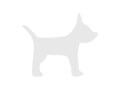 Gatos raza american bobtail cachorros en venta