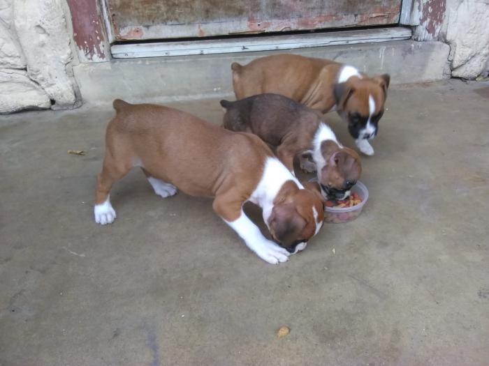 Boxer Cachorros San Antonio Texas Venta De Perros