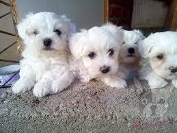 Perro Bichon Maltes Bebe De 3 Meses A Precio Economico En Venta Virgin Island Virgin Island Venta De Perros