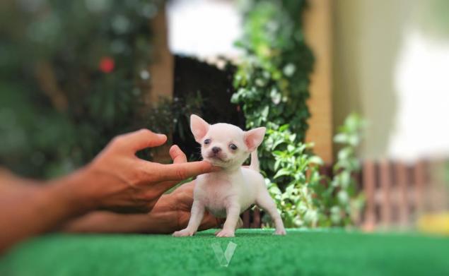 Preciosos Cachorros De Chihuahua Mini Toy Monroe County Florida Venta De Perros