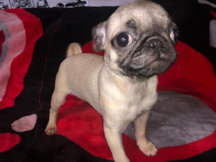 Cachorros Pug Mini En Venta New York City New York Venta De Perros