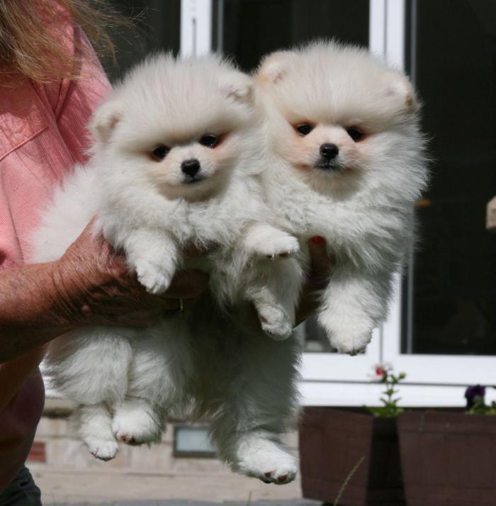 Cute Raza Pomerania Cachorros