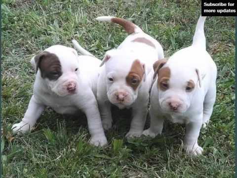 Cachorros Pitbull en venta Little Rock, AR - Venta perros