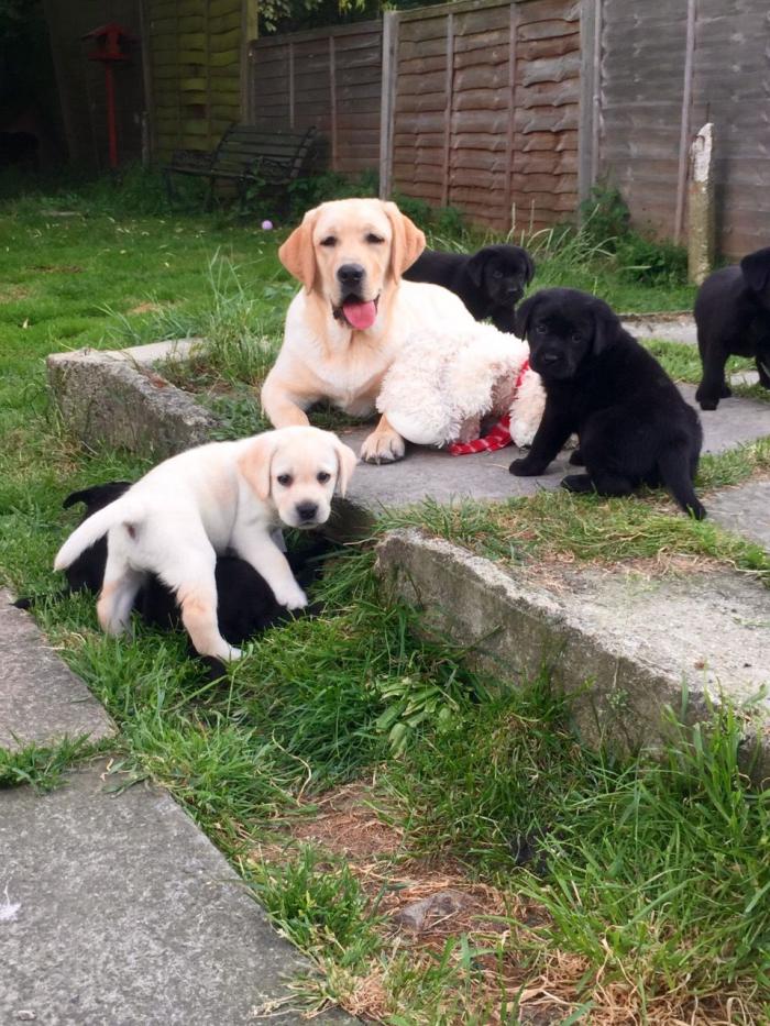 Cachorros Labrador Cachorros Estados Unidos Venta De Perros