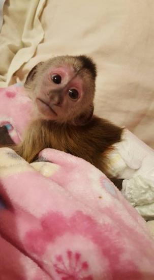Mono Capuchino Bebe En Venta New York City New York Monos En Venta