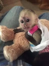 Mono Capuchino Hembra Bebe En Adopcion Chandler Arizona Monos En Venta