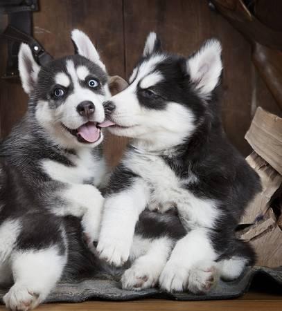 Cachorros Husky Siberiano Blanco Y Negro Macho Y Hembra De Raza En Venta Al Mejor Precio Las Vegas Nevada Venta De Perros