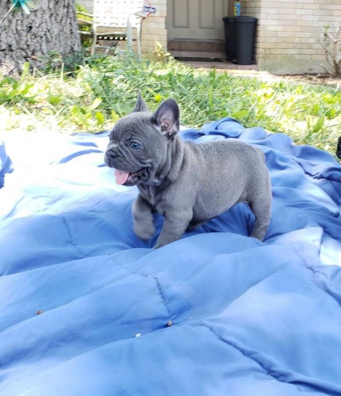 Cachorro de bulldog macho para la venta 12 semanas de edad