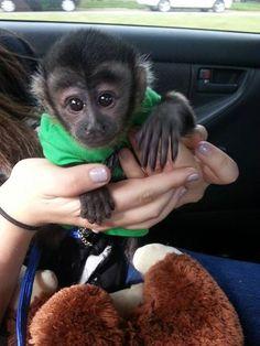 Monos Capuchinos Para Su Adopcion