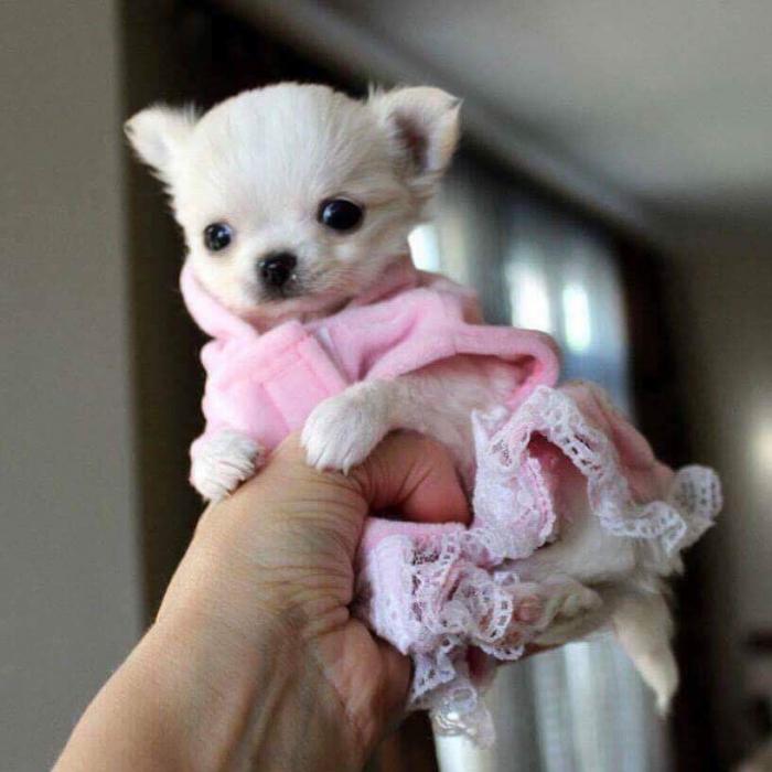Regalo preciose cachorros Chihuahua mini toys