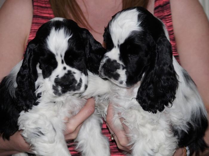 Cachorros Cocker Spaniel Americanos Maylene Alabama Venta De Perros