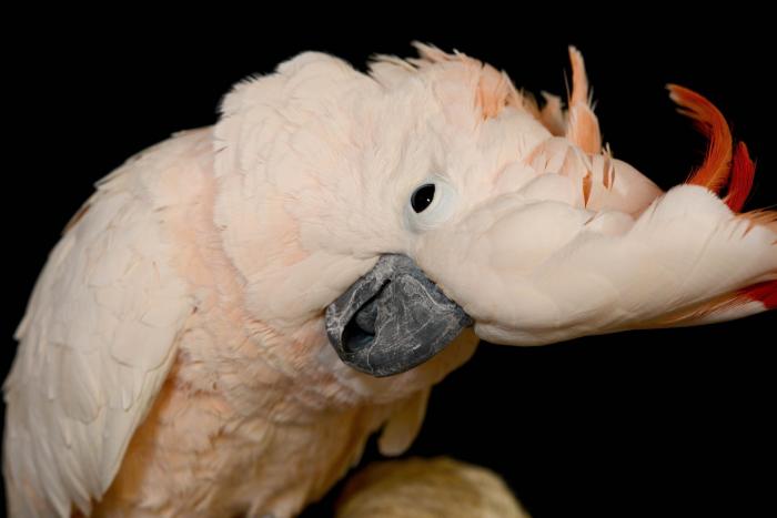 Cacatua alba domesticas blanca hembra y macho en venta