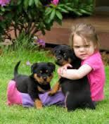 Perros rottweiler bebes para adopción