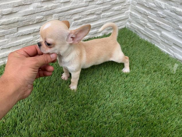 Hermosos Cachorros Chihuahua Mini Toy Springfield Iilinois Venta De Perros