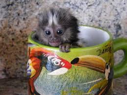 Mono Titi Bebe Mascota Listo Para Adoptar El Paso Texas Monos En Venta