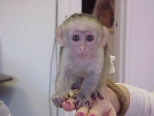 Monos Capuchinos Para La Adopcion Portland Oregon Monos En Venta