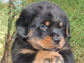 Rottweiler cachorro de 3 meses negro a buen precio de venta