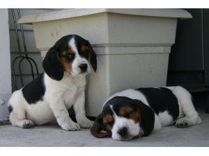 venta hembra beagle