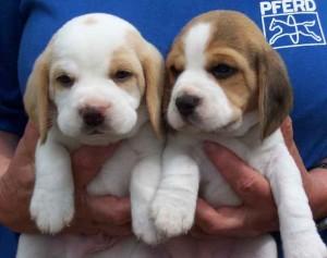 Beagle machos y hembras en adopción