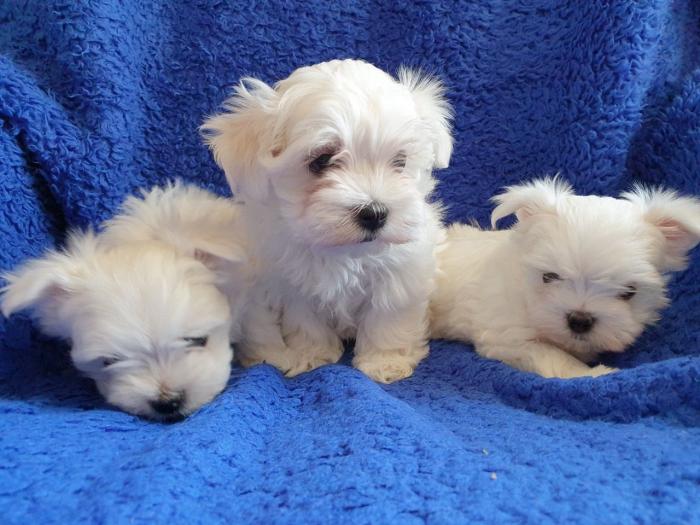 Maltes French Bebe En Venta A Precio Barato Indianapolis Indiana Venta De Perros