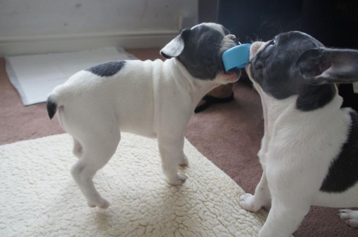 Adorables cachorros de bulldog frances en venta
