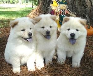 4 Cachorros Chow Chow Color Blanco Baltimore Maryland Venta De Perros