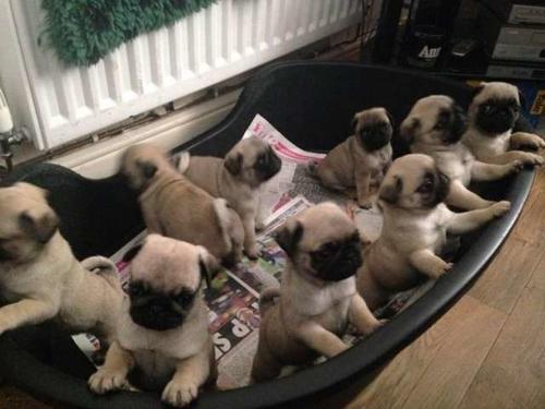 Cachorros Pug De Pedigri De Calidad Memphis Tennessee Venta De Perros