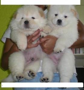 Camada De Bebes Chow Chow Color Blanco Para Comprar A Precio Economico Gilbert Arizona Venta De Perros