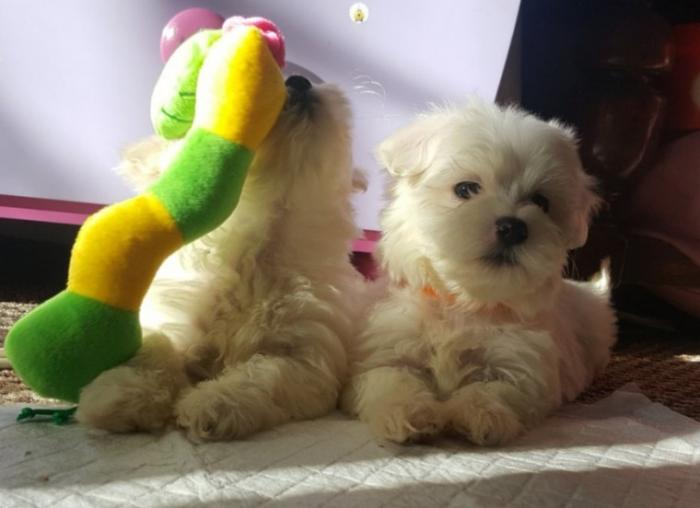 Perritos maltes miniatura de 2 semanas en venta