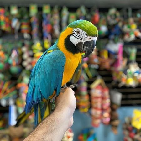 Bebe Guacamayos Pajaros Para Tu Hogar Austin Texas Aves Pajaros En Venta