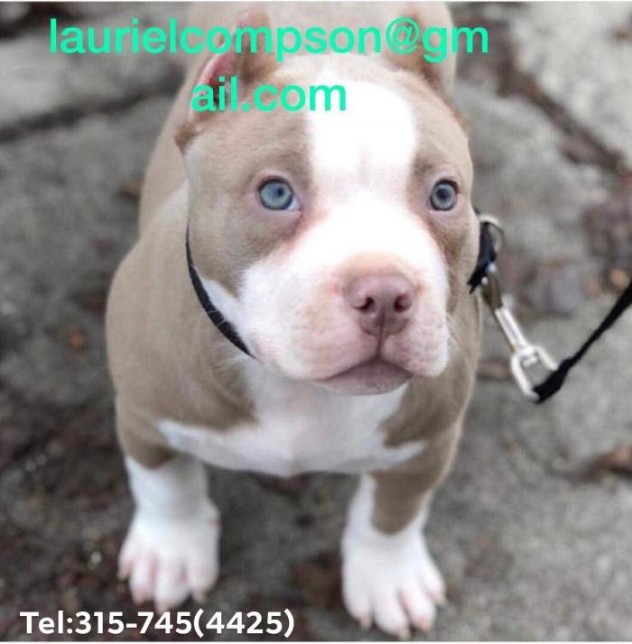 Cachorro Pitbull Blanco Marron Para Adopcion San Rafael California Perros En Adopcion