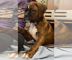 Cachorro De Boxer Atigrado En Venta Denver Colorado Venta De Perros