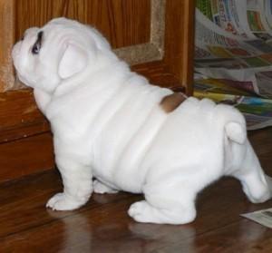 Bulldog inglés albino en venta