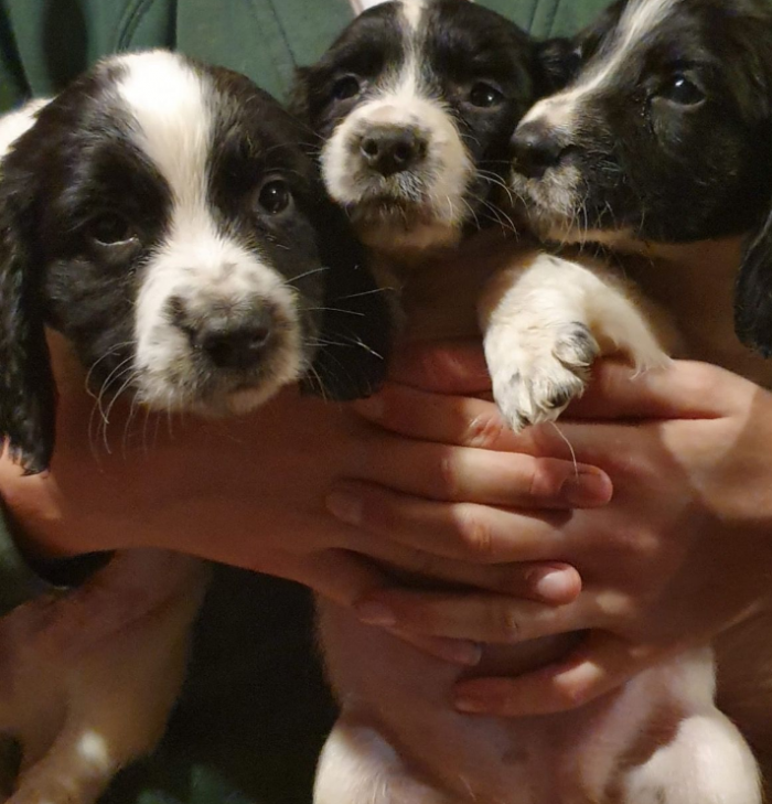 Perros Bebes Cocker Spaniel Blanco Y Negro En Venta Champaing Iilinois Venta De Perros