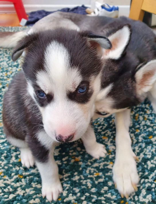 Cachorro husky siberiano ojos azules en venta a buen precio