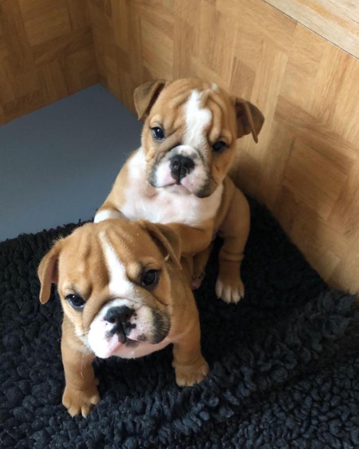 Bulldog Ingles Bebes Hembras De 2 Meses Al Mejor Precio De Venta Monterey California Venta De Perros