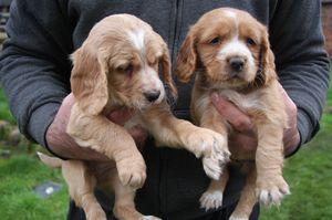 Perros Cocker Spaniel Ingles Bebes En Venta Fairbanks Alaska Venta De Perros