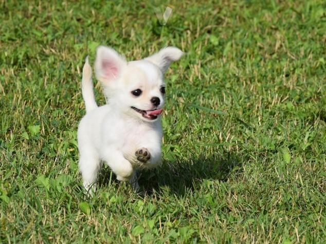 Chihuahua Toy De Bolsillo Cheyenne Wyoming Venta De Perros