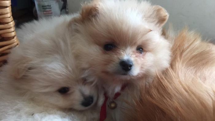 Adorables cachorros de pomerania en adopcion