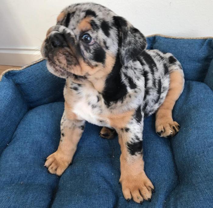 Akc Bulldog Ingles Mini Blue Fawn Merle Macho Diminuto Diminuto New York City New York Venta De Perros