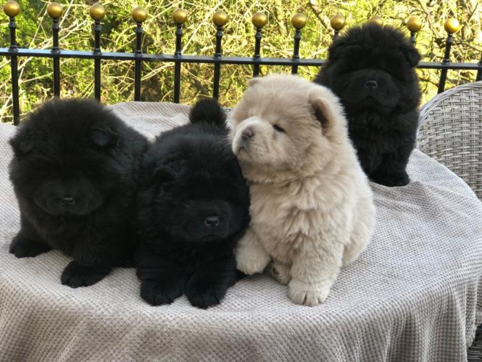 Perro Chow Chow Negro Hembra De 7 Semanas En Venta San Tan Valley Arizona Venta De Perros