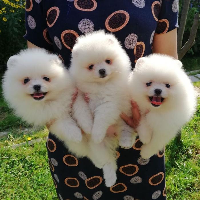 Hermosos cachorros de Pomerania