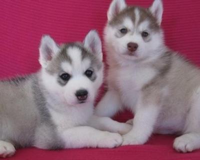 Cachorros de husky ojos azules para la venta