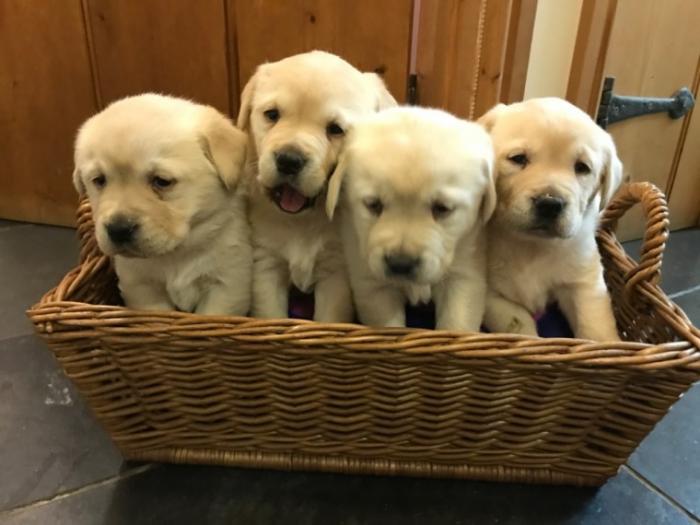 Cachorros Golden Retriever Bebe En Venta Portland Me Maine Venta De Perros