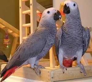 Gris africano parrot precio de loros para mascotas