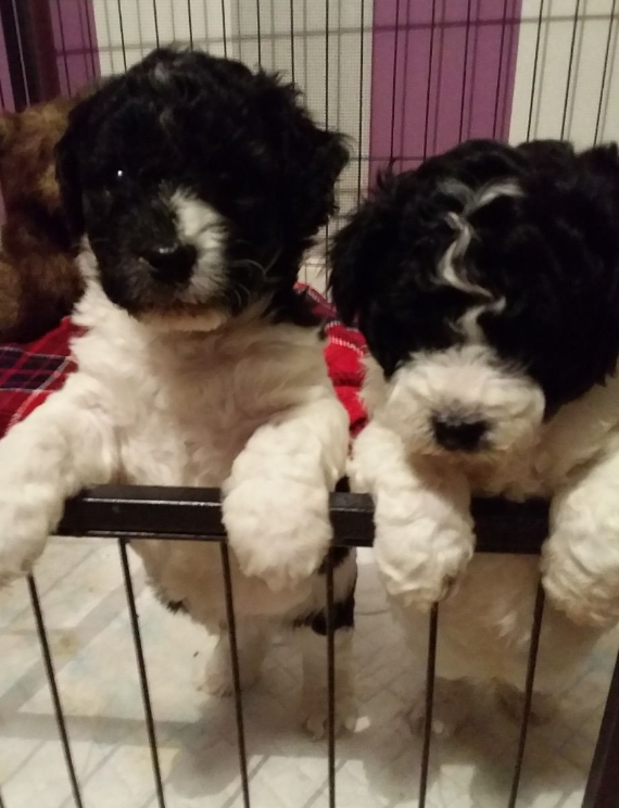 Jackapoo cachorros miniatura blanco y negro en venta al mejor precio