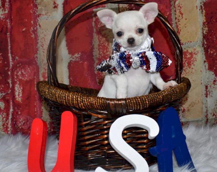 Perro Chihuahua De Bolsillo En Adopcion Louisville Kentucky Perros En Adopcion