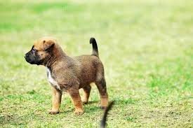 Venta de cachorro pastor belga malinois aleman negro de 3 meses a buen precio