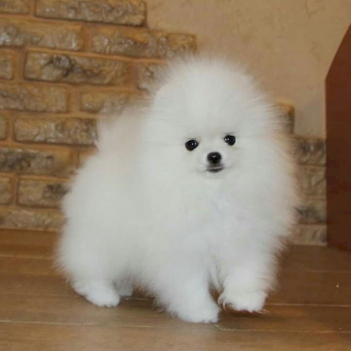 Pomerania cachorro blanco para la venta