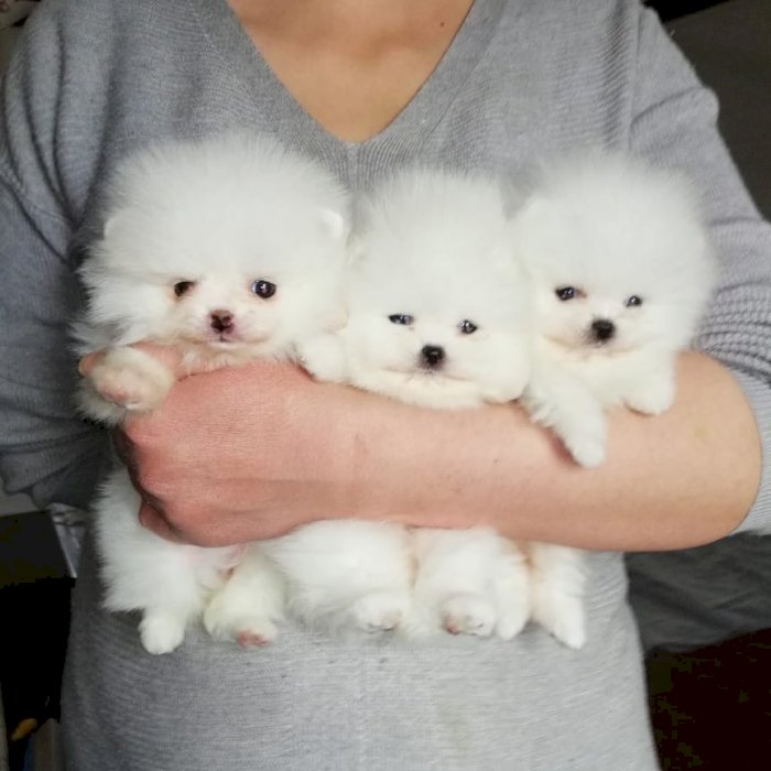 Cachorros de pomerania hembras y machos blancos en venta
